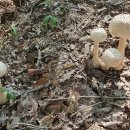 흰가시광대버섯(20230707)/ 일명 닭다리버섯 이미지