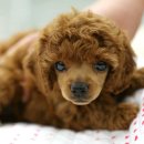 푸들푸들 이미지