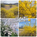 담양고등학교 | [담양 고서천 개나리길] 노란 물결 따라 걷는 힐링 산책로, 광주 근교 전남 주말 숨은 꽃구경 명소