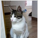 누렁소마트