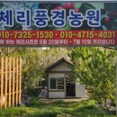 새콤달콤체리농장 이미지