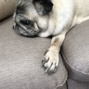 테크노연합 동물병원 이미지