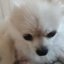 청담병원 | 청담동물병원 라퓨클레르, 강아지 알로페시아 탈모 개선 LDM 후기!