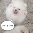 메가커피 컵빙수 팥빙팥빙파르페_ 시즌메뉴 종류/가격/메뉴별 칼로리/내돈내산후기