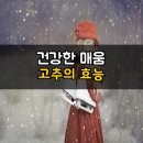 건강하게 매운맛 고추의 효능 이미지