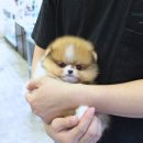 남동108 | 남동구강아지분양 댕댕이 데려온 썰풀어요 빵 터짐 주의