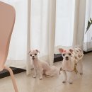 벨몽드펫 이미지