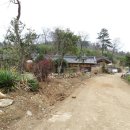 민속마을탱자나무 이미지