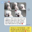 렛츠독 네이버블로그