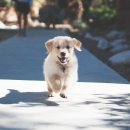 고려동물병원 (출장전문동물병원) 이미지