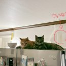 태평상사 이미지