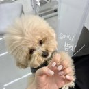아민느네일