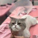밀크펫살롱 이미지