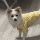 안녕댕댕이 이미지