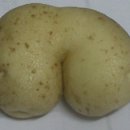 꼬추 이미지