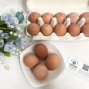 삼닭농장 | 신선하고 고소한 맛이 좋은 양촌 농원 자유방목 동물복지 난각 번호 1번 달걀