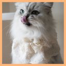 고양이 강아지 스카프 헤이플러피 2단 레이스 케이프