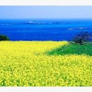 푸른초장 이미지