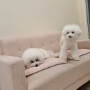 쥬쥬퍼피 이미지