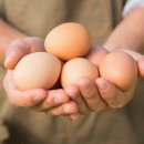 조인축산 이미지