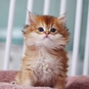 나는 고양이에 빠지다 이미지