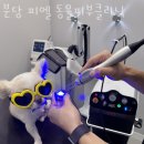 분당 피엘 동물피부클리닉 이미지