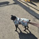 블루덴탈 | 강아지기능성껌 추천 덴탈백서 네이버수퍼적립까지 챙겨