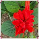 시루비아 이미지