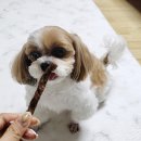 댕댕이 홀딱 반한 간식 | 강아지간식 애견수제간식 댕댕이 홀딱반한 간식