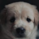 김포씨엘동물의료센터 네이버블로그