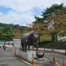 청도소싸움경기장 | 청도] 경북 아이랑 가볼만한 곳, 청도 소싸움 경기장 후기 (경기 순서 · 우권 · 베팅 방법)