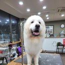 올 도그 그루밍(All DOG GROOMING) 이미지