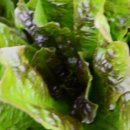 텃밭양산점 이미지