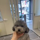 끌레르독 이미지