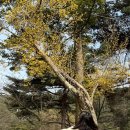 더벤티아산용화점