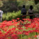 선운사꽃무릇 이미지