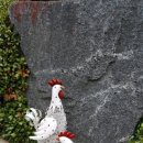꼬꼬 네이버블로그