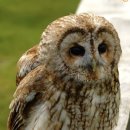 메티스본 이미지