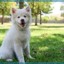 동물병원 위드 이미지