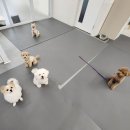 에덴 애견 유치원 호텔 이미지