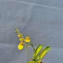 Onc.Sweet Sugar variegata 이미지