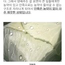 의외로 손쉽게 깨끗한 섭취가 가능한 채소-양배추 이미지