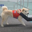 우쭈쭈 강아지 | 강아지 다이어트 유지 중 우쭈쭈케어센터 수영수업 후기 및 비용