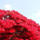 섬진강변 철쭉길 이미지