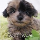 영광동물병원 | 영광펫샵 말티푸분양, 생각보다 더 잘 맞아서 놀랐던 선택