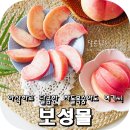 보성몰 넘나 맛난 차돌복숭아 만나봤어요