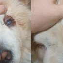 유림동물병원 이미지