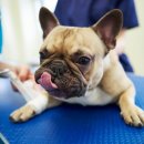 송파새날동물병원 이미지