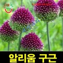 티티퍼플