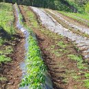 앙드레농장 이미지